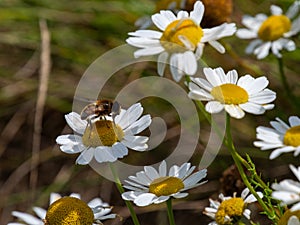 One small bee-like fly sits on a white daisy flower on a summer. Insect on a flower close-up. Hover flies, also called flower