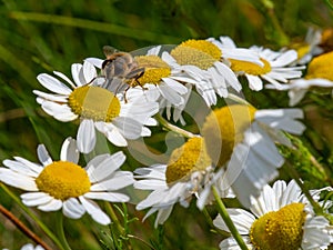 One small bee-like fly sits on a white daisy flower on a summer. Insect on a flower close-up. Hover flies, also called flower