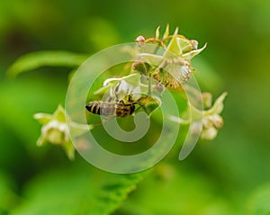 One small bee pollination flower on raspberry cane