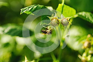 One small bee pollination flower on raspberry cane