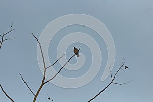 A small bird is sitting on a leafless branch against the evening Cloudy skies in nature.