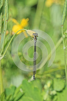 one small blue dragonfly sits on a yellow plant flower among green vegetation
