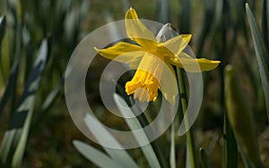 One small bright yellow daffodil flower, Narcissus, blooming in the spring sunshine