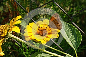 One small brown red butterfly sits on a large yellow flower bud on a stem