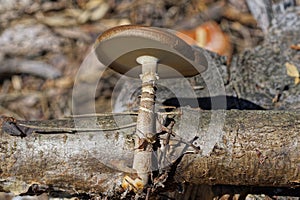 one small brown toadstool mushroom on a gray tree branch