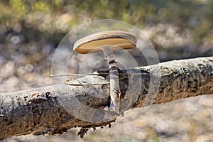 one small brown toadstool mushroom on a gray tree branch