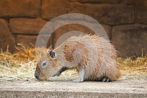 One small Capybara | Hydrochoerus hydrochaeris