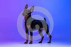 One small dog, puppy of Zwergpinscher dog posing isolated on blue background in neon light. Concept of beauty, motion