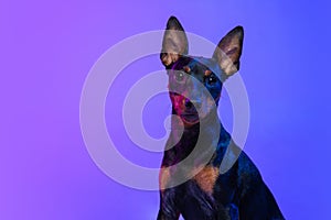 One small dog, puppy of Zwergpinscher dog posing isolated on blue background in neon light. Concept of beauty, motion