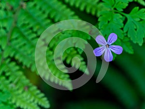 One small five-petalled blue flower and a fern leaf. Beautiful plants. Purple flower with green leaves