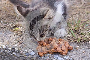 one small gray stray kitten eats brown food on the ground