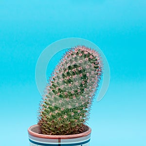 One small green cactus on a blue background, close up