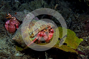 One small hermit crab