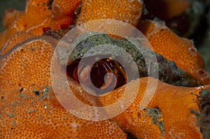 One small hermit crab anemones photo