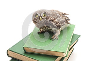 One small owl on books.