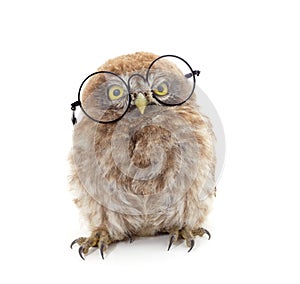 One small owl in glasses