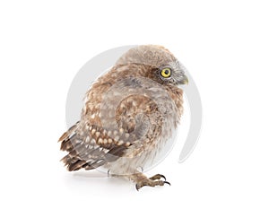 One small owl