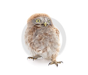 One small owl