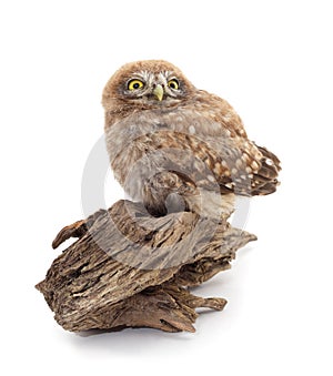 One small owl sits on the bark