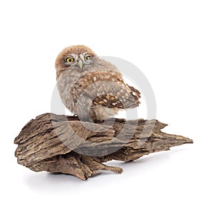 One small owl sits on the bark