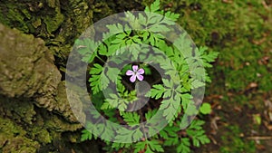 One small purple flower in the wild forest. Herb Robert flower, Geranium robertianum blooms.