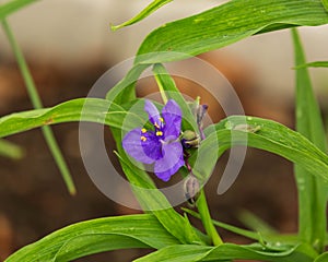 One small purple Widows Tears blooms in the front garden