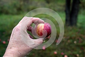 one small red organic apple in hand of man in outdoor