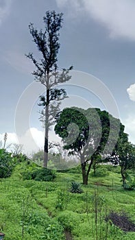 One small tree and large tree