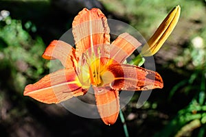 One small vivid orange red flowers of Lilium or Lily plant in a British cottage style garden in a sunny summer day, beautiful