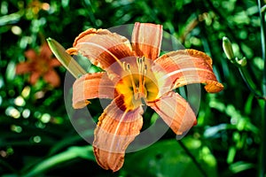 One small vivid orange red flowers of Lilium or Lily plant in a British cottage style garden in a sunny summer day, beautiful