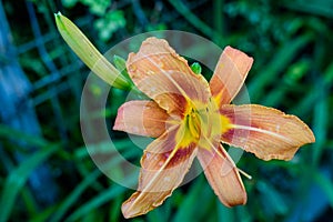 One small vivid orange red flowers of Lilium or Lily plant in a British cottage style garden in a sunny summer day, beautiful