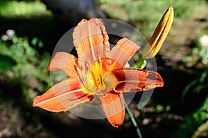 One small vivid orange red flowers of Lilium or Lily plant in a British cottage style garden in a sunny summer day, beautiful