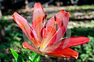 One small vivid red flower of Lilium or Lily plant in a British cottage style garden in a sunny summer day, beautiful outdoor