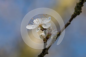 One small white damson tree flower, Prunus domestica insititia, blossoming in spring showing long stamens, close-up view