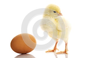 One small yellow separated chicken and egg.