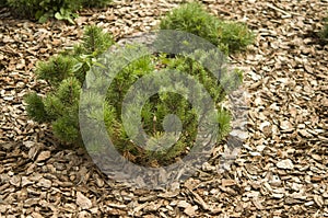 One small and young green pine tree growing on natural soil