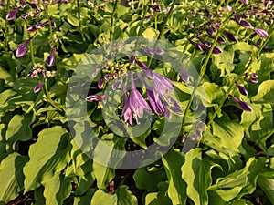 One of the smallest hostas (Hosta minor) with shiny green leaves form a dense mound blooming with purple flowers