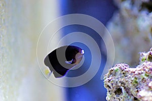 Pygmy Yellowtail Angelfish - Centropyge flavicauda photo