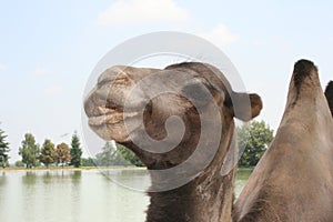 The smiling camel photo