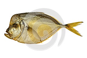 One smoked vomer fish on a white plate isolated