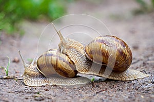 One snail climbing another snail  Helix Pomatia