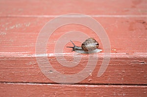 one snail crawls on wooden steps, minimalism