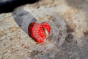 One snail destroy strawberry in summer garden as pest illustration. Big brown slug or derocera eat plants