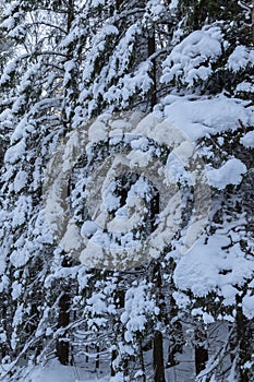 One snow covered spurce forest, close, vertical image