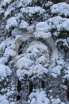 One snow covered spurce forest, close, vertical image