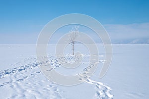 One snowy tree and footprints on snow.