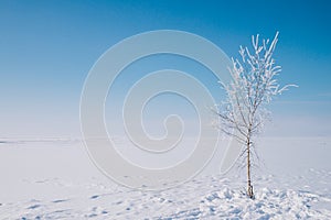 One snowy tree on the right and footprints on snow around the tree.