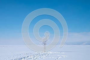 One snowy tree under a big blue sky and footprints on snow.