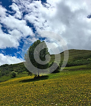 One solitary tree grew on the mountainside