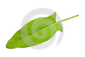 One sorrel leaf